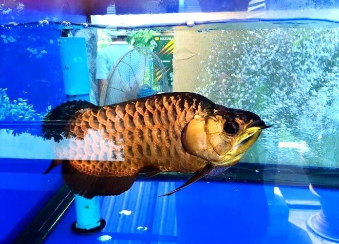 哪種金龍魚品種最稀有？：金龍魚中的“神龍”———紅龍
