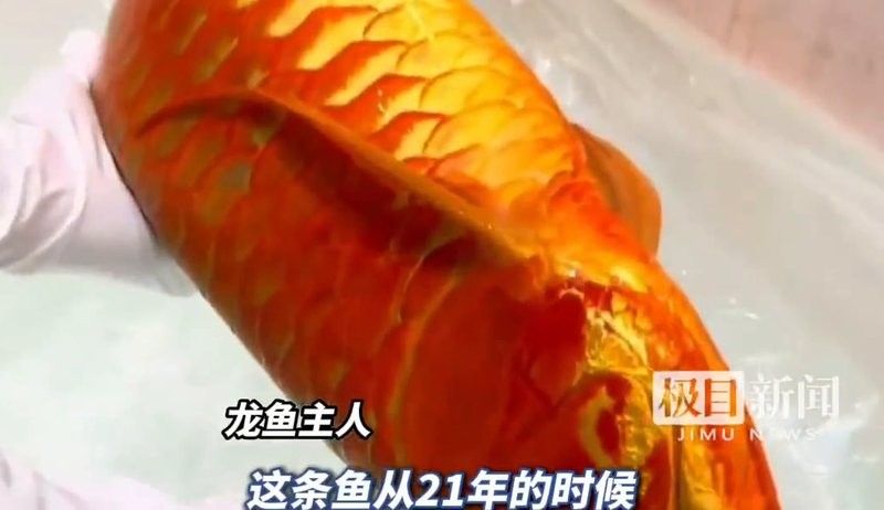 龍魚內(nèi)蒙眼治療周期一般多久：龍魚內(nèi)蒙眼不同階段的癥狀及治療方式