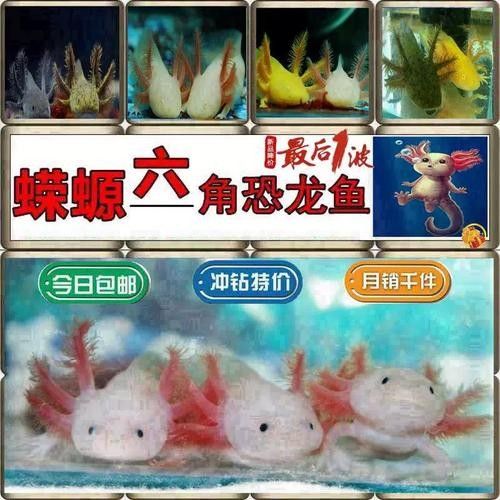 哪種恐龍魚飼料性價比最高：六角恐龍魚飼料性價比分析及推薦