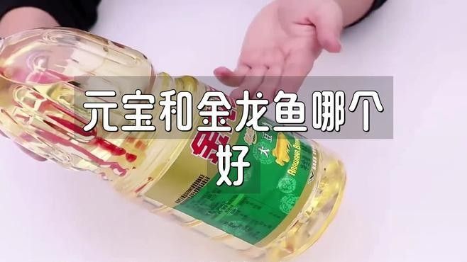 金龍魚和金元寶哪個更高端：金龍魚和金元寶哪個更具高端感？