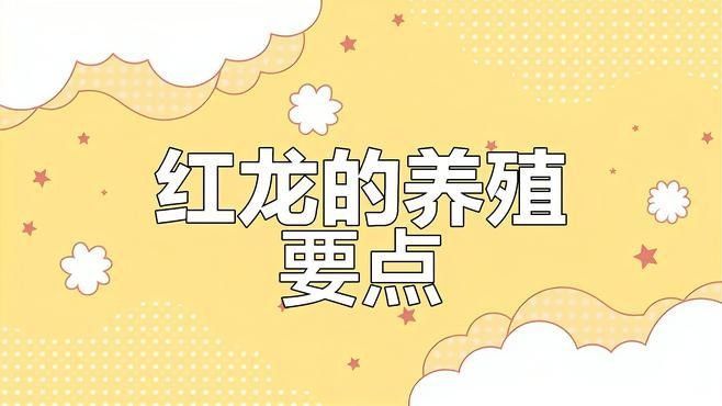 紅龍純血多久喂一次合適？：關于紅龍純血多久喂一次合適以下是一種常見的觀賞魚 紅龍純血多久喂一次合適？：關于紅龍純血多久喂一次合適以下是一種常見的觀賞魚 龍魚百科 第1張
