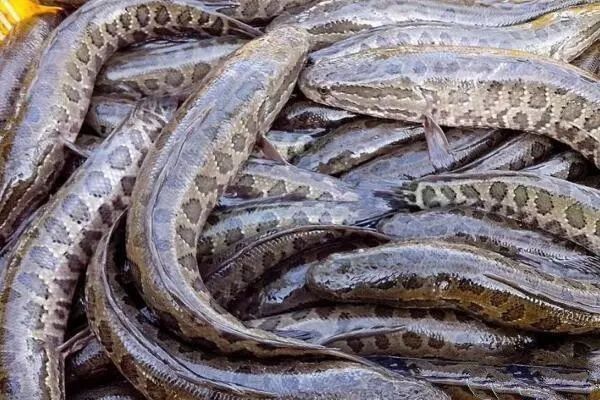 雷龍魚和烏魚能混養嗎：雷龍魚和烏魚可以混養嗎 雷龍魚和烏魚能混養嗎：雷龍魚和烏魚可以混養嗎 龍魚百科 第4張