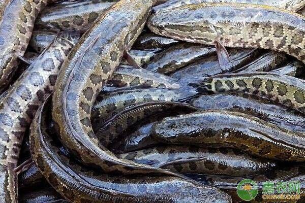有哪些方法可以增強龍魚的互動性，7天龍魚互動訓練計劃表，幫你實現定點搶食龍魚蒙眼