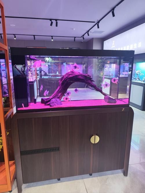 凱里哪個水族館龍魚好？祥龍魚場龍魚：凱里水族館中祥龍魚場的龍魚品質和品種在業界享有較高聲譽12