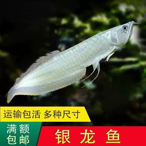 廣州賣龍魚的價格范圍：廣州賣龍魚價格范圍