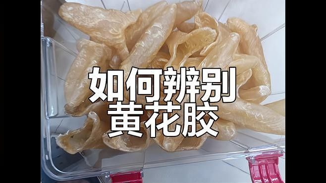 黃花魚膠和金龍魚膠哪個更有營養(yǎng)：金龍魚膠和金龍魚膠的區(qū)別劉大廚來了 黃花魚膠和金龍魚膠哪個更有營養(yǎng)：金龍魚膠和金龍魚膠的區(qū)別劉大廚來了 龍魚百科 第1張