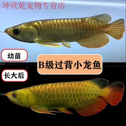 給我一張紅龍魚的照片：紅龍魚的基本信息、飼養條件以及如何在家中營造一個理想的生活環境
