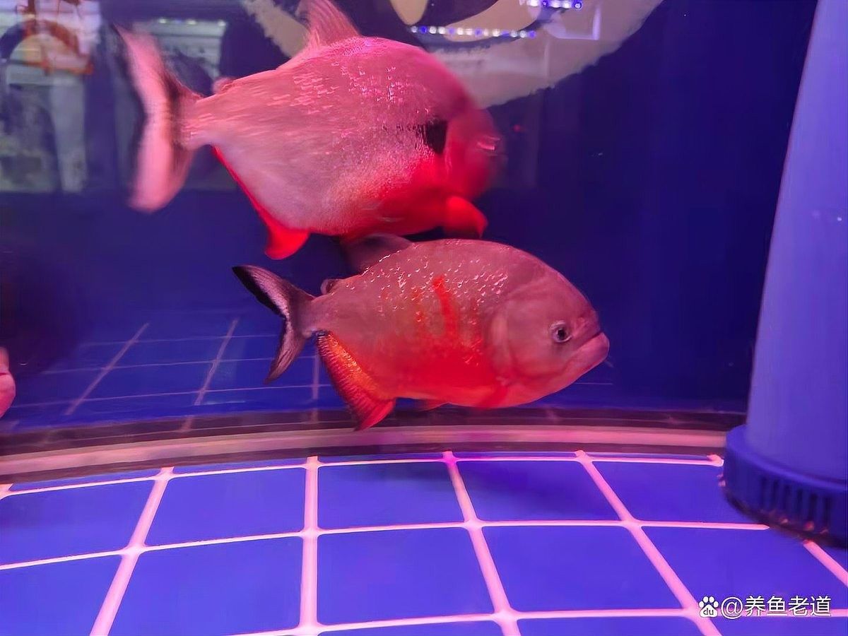 如何控制紅龍魚的生長速度：什么樣的龍魚適合快養紅龍 如何控制紅龍魚的生長速度：什么樣的龍魚適合快養紅龍 龍魚百科 第6張