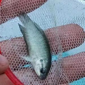 能推薦更多關于七彩雷龍魚的視頻嗎：七彩雷龍的飼養與繁殖技巧