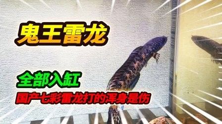 能推薦更多關于七彩雷龍魚的視頻嗎：七彩雷龍的飼養與繁殖技巧