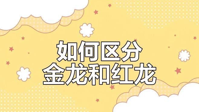 如何區分金底和藍底紅龍：金底紅龍和藍底紅龍有什么區別？