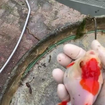 北京路黃龍魚頭價格范圍：北京路黃龍魚頭價格范圍：北京路黃龍魚頭價格范圍