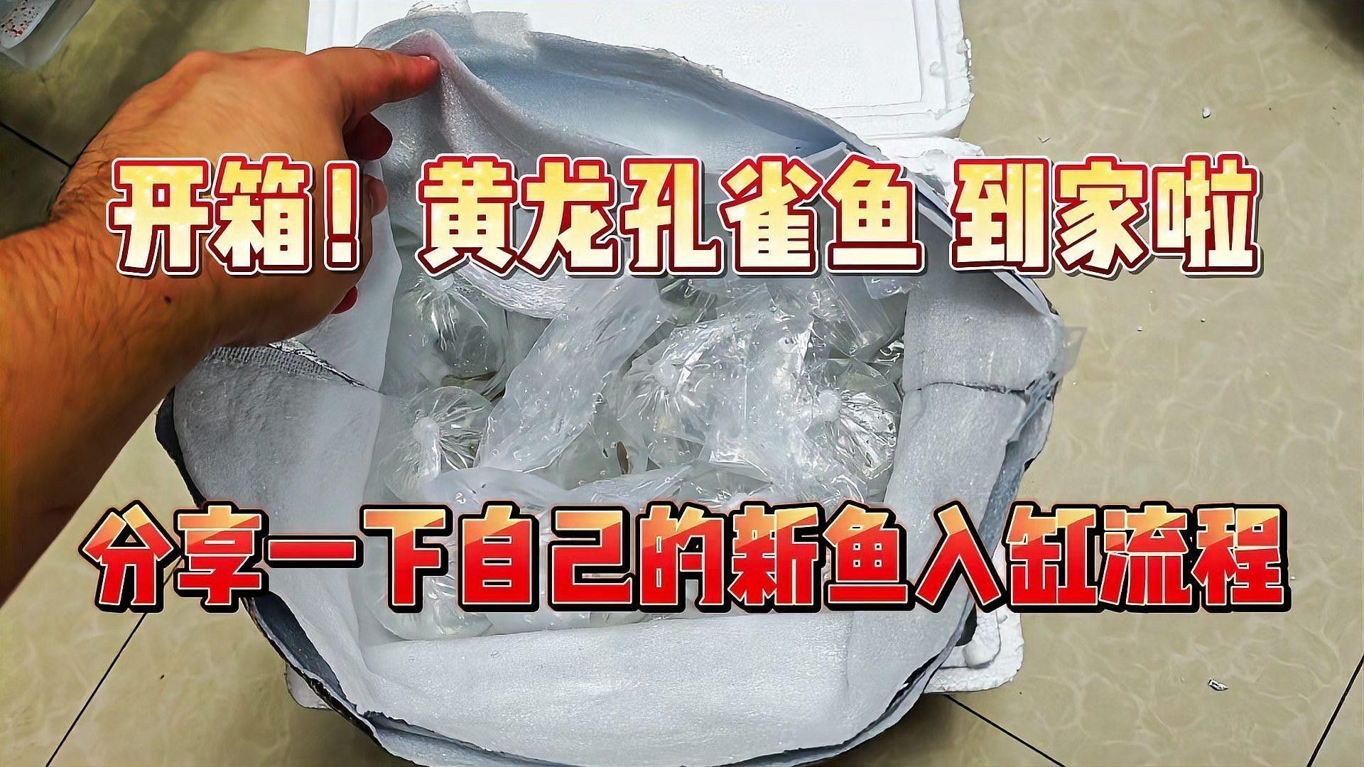 北京路黃龍魚頭價格范圍：北京路黃龍魚頭價格范圍：北京路黃龍魚頭價格范圍