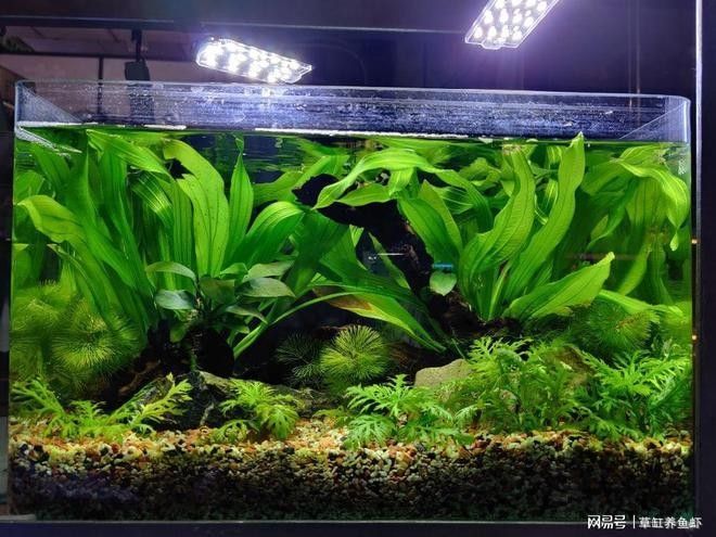 龍魚造景需要哪些材料：家居水景丨大型龍魚水陸缸造景教程 龍魚造景需要哪些材料：家居水景丨大型龍魚水陸缸造景教程 龍魚百科 第4張