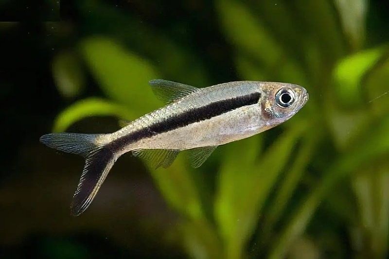 過背金龍魚適應新環境后多久喂食：過背金龍魚在新環境中適應新環境后多久可以喂食