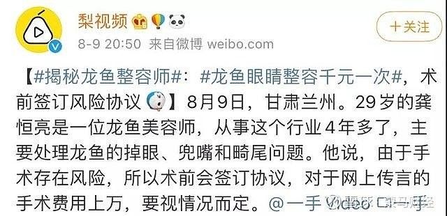 昆明龍魚美容師需要哪些技能：昆明龍魚美容師培訓