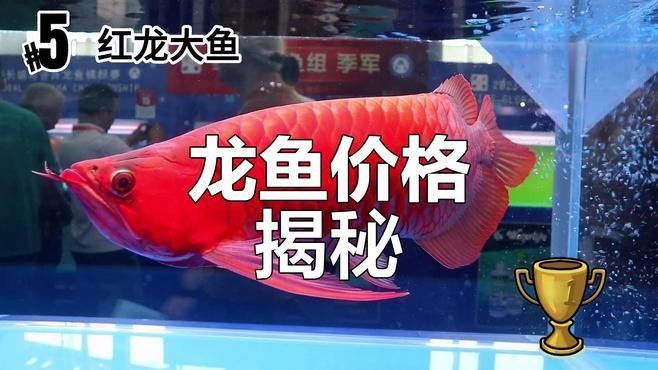 有哪些品種的龍魚最昂貴？：市場上最受歡迎的龍魚品種包括：紅龍（redtail） 有哪些品種的龍魚最昂貴？：市場上最受歡迎的龍魚品種包括：紅龍（redtail） 龍魚百科 第2張