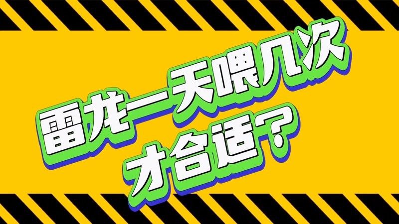 雷龍魚多久喂一次合適：關于雷龍魚喂食頻率的詳細指南：**喂食頻率