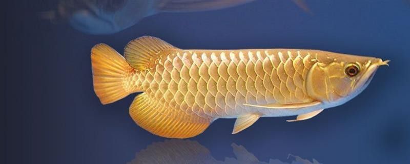 如何降低過背金龍魚打架的頻率？：過背金龍魚打架怎么辦