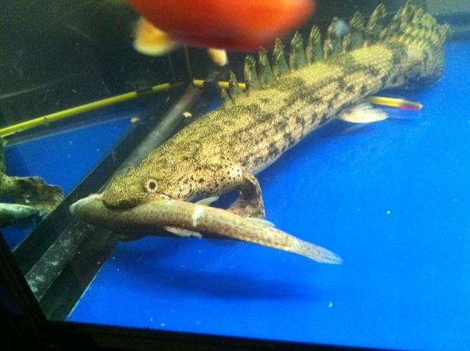 給我更多虎紋恐龍魚的圖片：廣東男子釣獲新物種，長龍鰭帶龍角