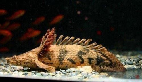 給我更多虎紋恐龍魚的圖片：廣東男子釣獲新物種，長龍鰭帶龍角