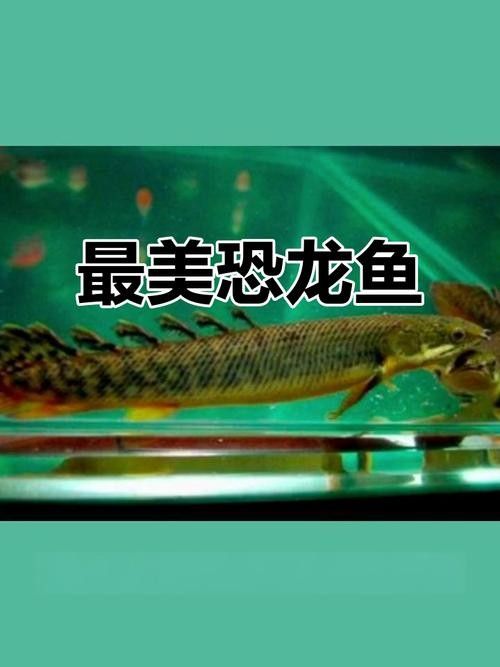 給我更多虎紋恐龍魚的圖片：廣東男子釣獲新物種，長龍鰭帶龍角