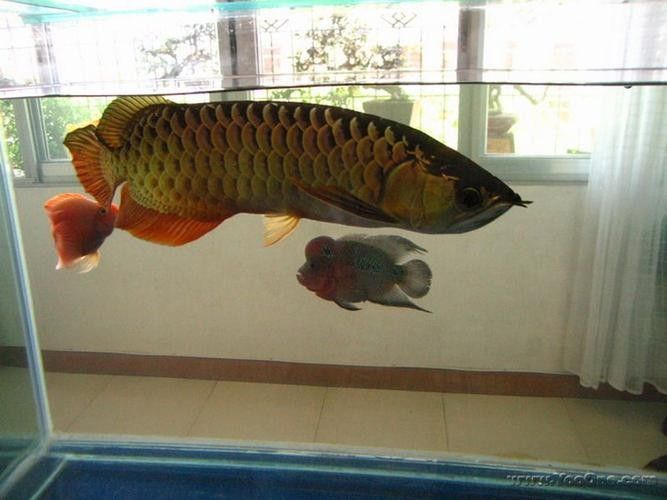 給我更多虎紋恐龍魚的圖片：廣東男子釣獲新物種，長龍鰭帶龍角