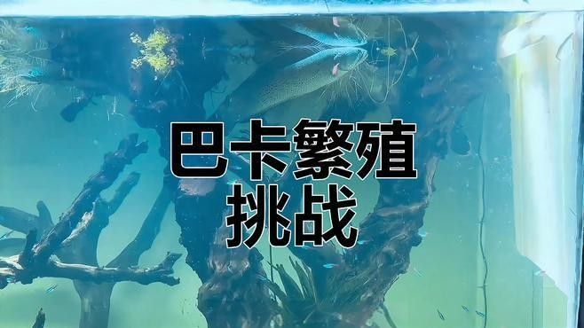 巴卡雷龍魚繁殖難度大嗎？：養魚說40厘米獨臂巴卡雷龍首次完整繁殖記錄