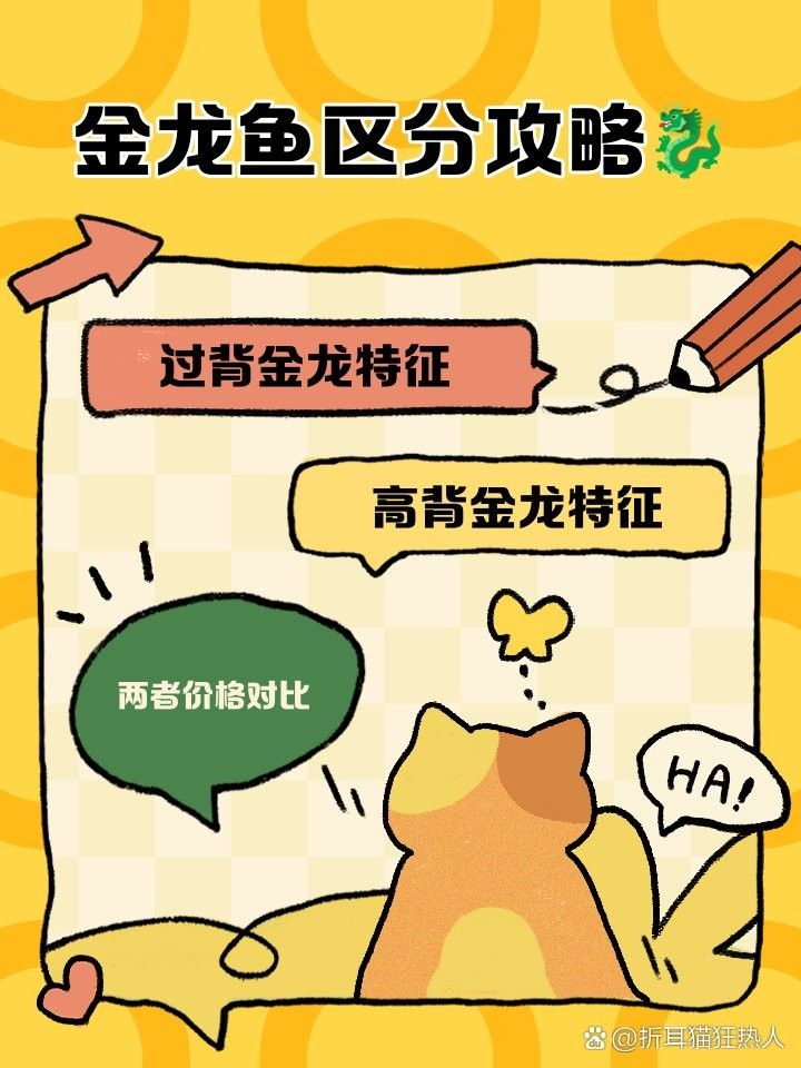 如何區(qū)分龍魚(yú)過(guò)背和高背：如何區(qū)分金龍魚(yú)