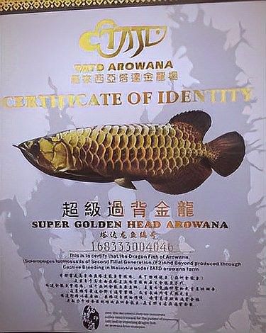 如何區(qū)分龍魚(yú)過(guò)背和高背：如何區(qū)分金龍魚(yú)