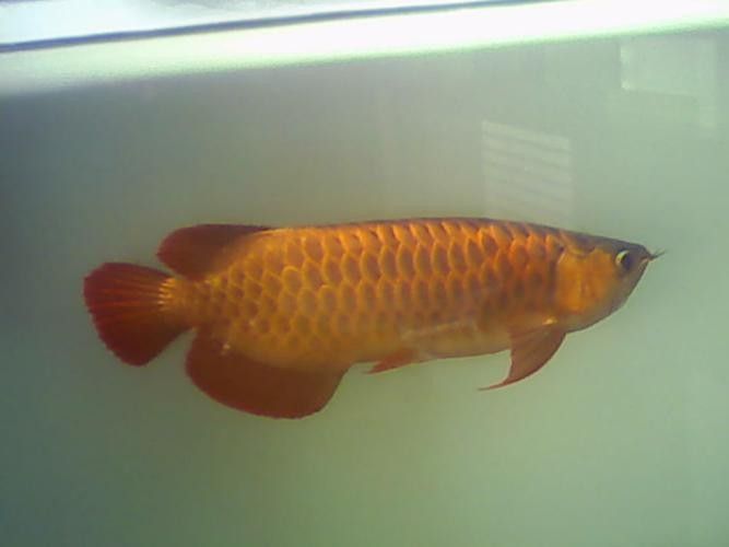 給我一些紅尾金龍魚的高清圖片：富媒體素材庫中未收錄紅尾金龍魚的高清圖片資源 給我一些紅尾金龍魚的高清圖片：富媒體素材庫中未收錄紅尾金龍魚的高清圖片資源 龍魚百科 第26張