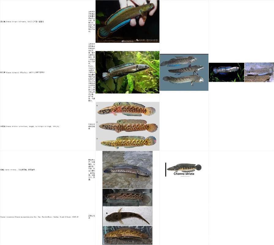 能提供更多雷龍魚品種的圖片嗎：探索雷龍魚的多樣性與美麗 能提供更多雷龍魚品種的圖片嗎：探索雷龍魚的多樣性與美麗 龍魚百科 第29張