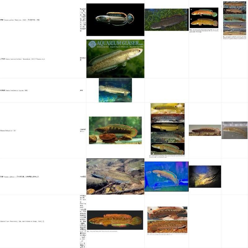 能提供更多雷龍魚品種的圖片嗎：探索雷龍魚的多樣性與美麗 能提供更多雷龍魚品種的圖片嗎：探索雷龍魚的多樣性與美麗 龍魚百科 第30張