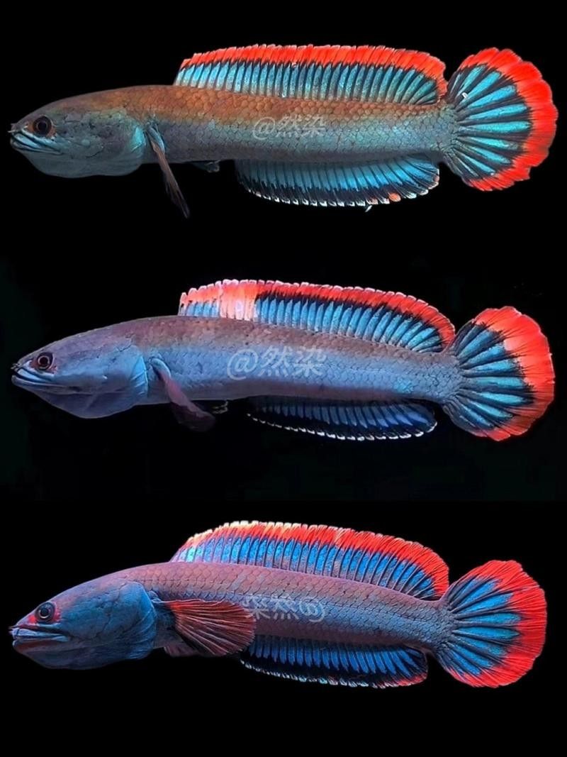 能提供更多雷龍魚品種的圖片嗎：探索雷龍魚的多樣性與美麗 能提供更多雷龍魚品種的圖片嗎：探索雷龍魚的多樣性與美麗 龍魚百科 第16張
