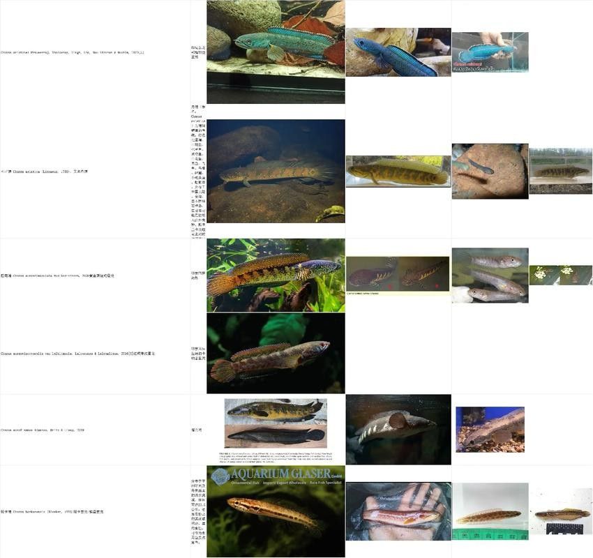能提供更多雷龍魚品種的圖片嗎：探索雷龍魚的多樣性與美麗 能提供更多雷龍魚品種的圖片嗎：探索雷龍魚的多樣性與美麗 龍魚百科 第31張