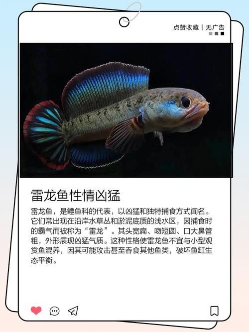 能提供更多雷龍魚品種的圖片嗎：探索雷龍魚的多樣性與美麗 能提供更多雷龍魚品種的圖片嗎：探索雷龍魚的多樣性與美麗 龍魚百科 第25張