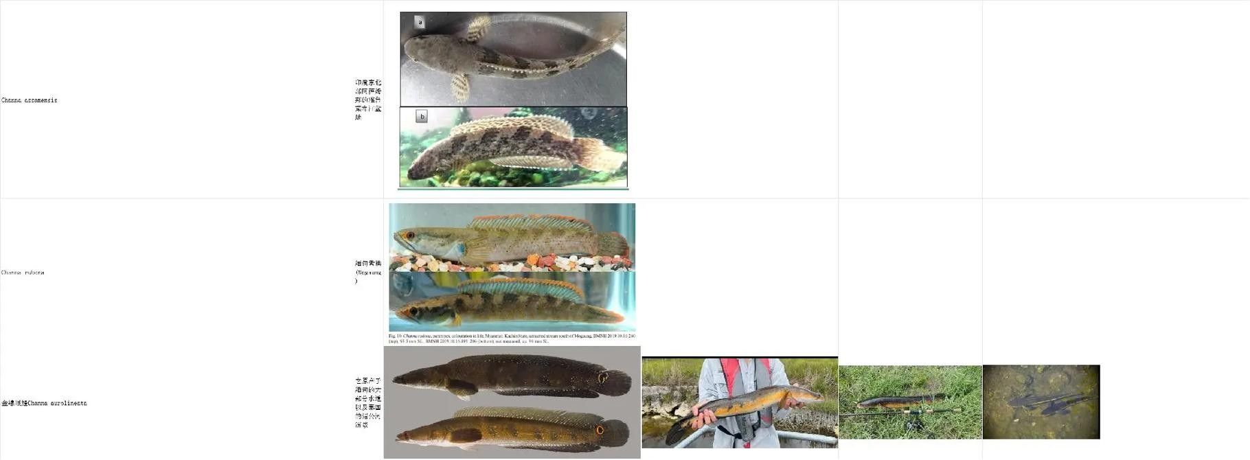 能提供更多雷龍魚品種的圖片嗎：探索雷龍魚的多樣性與美麗 能提供更多雷龍魚品種的圖片嗎：探索雷龍魚的多樣性與美麗 龍魚百科 第39張