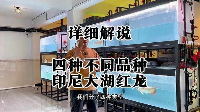 大湖龍魚有哪些品種：十大熱門龍魚品種嗶哩嗶哩嗶哩嗶哩嗶哩聽