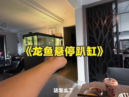 如何訓練銀龍魚更好地認主？（如何判斷銀龍魚是否認主？）