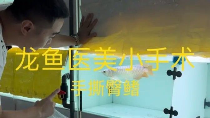抖音上有哪些龍魚(yú)視頻推薦：抖音上熱門(mén)的龍魚(yú)視頻