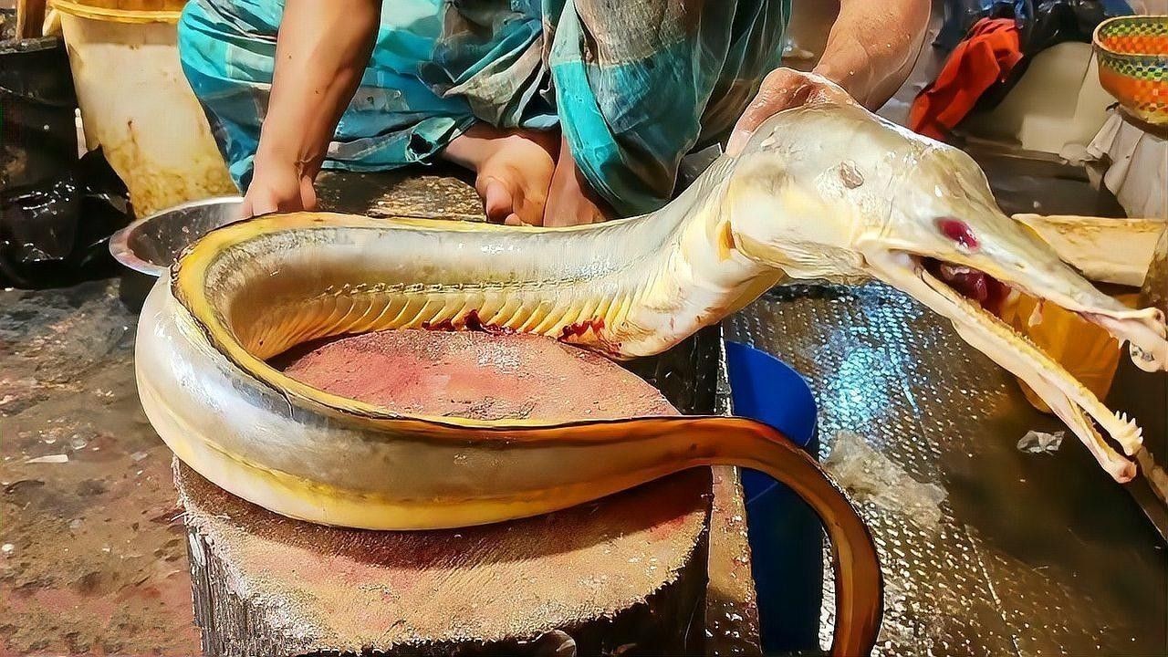 紅龍魚吃昆蟲需要去殼嗎？：紅龍魚吃昆蟲時需要去殼嗎？