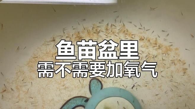 龍魚(yú)孵化期間需要加氧嗎：龍魚(yú)孵化期是否需要加氧