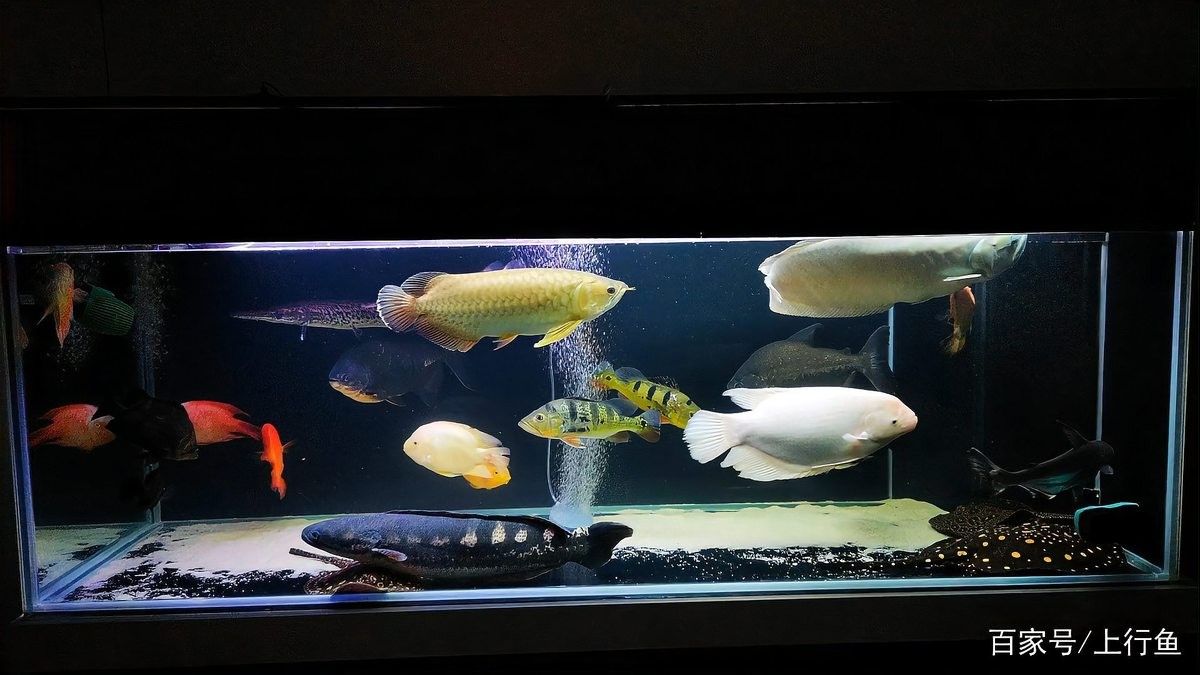 龍魚(yú)孵化期間需要加氧嗎：龍魚(yú)孵化期是否需要加氧