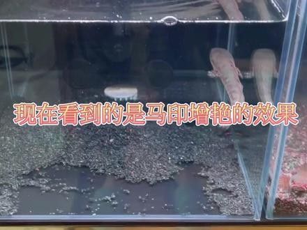 馬印神燈的燈管有哪些型號？：馬印神燈哪個型號性價比最高馬印神燈哪個型號性價比最高