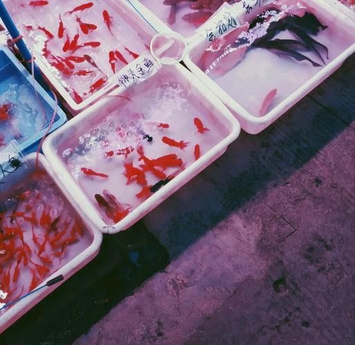 芳村花鳥市場的龍魚價格如何：芳村花鳥市場龍魚價格