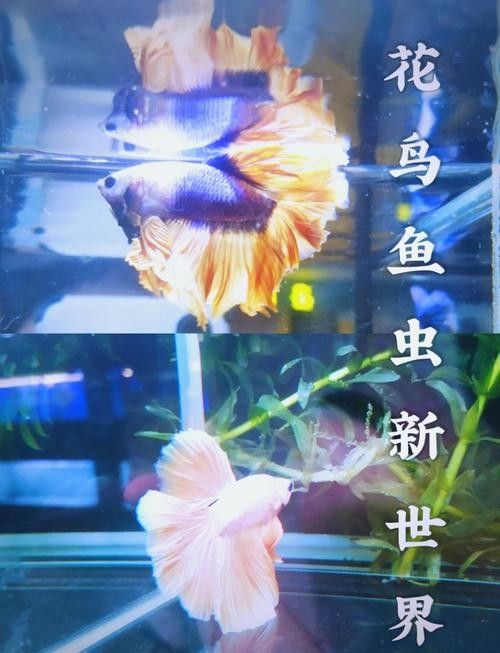 芳村花鳥市場的龍魚價格如何：芳村花鳥市場龍魚價格