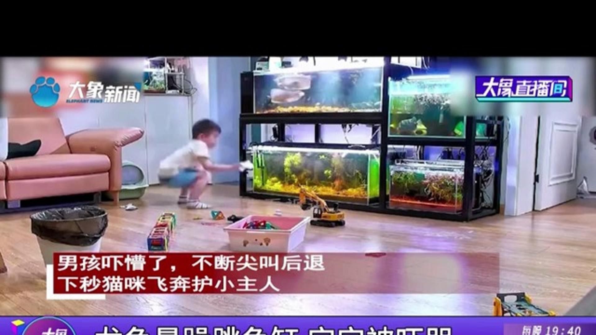 龍魚在50厘米魚缸中會有哪些行為表現？：龍魚在50厘米的魚缸中會有哪些行為表現？