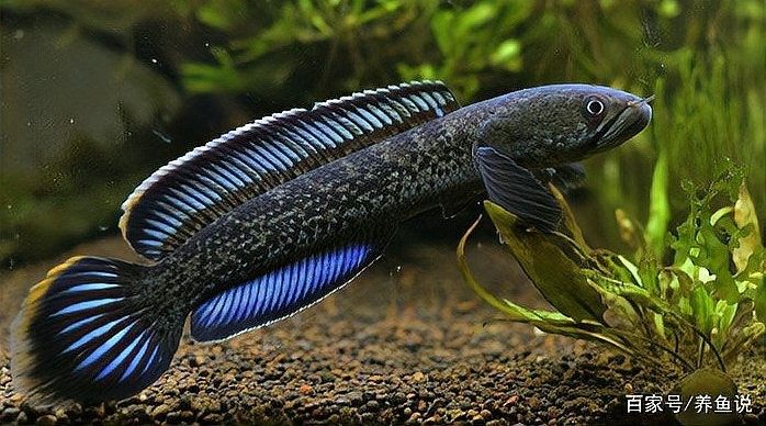 龍魚糞便對泰國鯽魚有害嗎：魚糞便對泰國鯽魚的影響