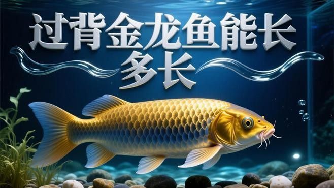 B過背金龍魚成年后有多大？：b過背金龍魚一年能長多少厘米養金龍魚要注意什么