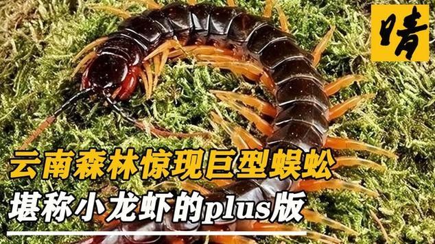 紅龍鼠標有哪些獨特功能？：紅龍鼠標性價比高嗎10款熱銷推薦暢快游戲體驗